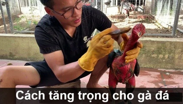 Cách tăng trọng cho gà đá hiệu quả được sư kê bật mí