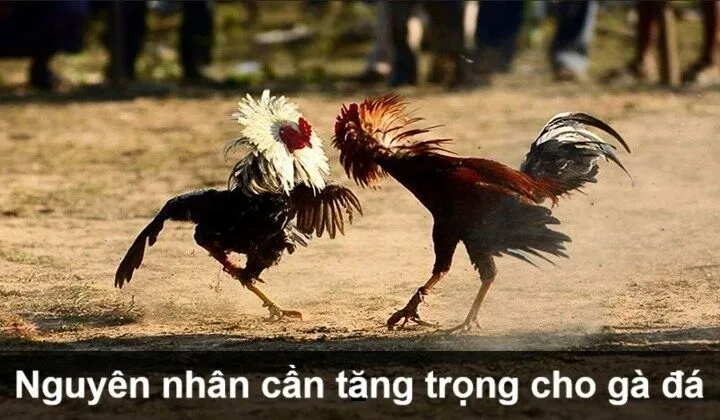 Nguyên nhân cần tăng trọng cho gà đá