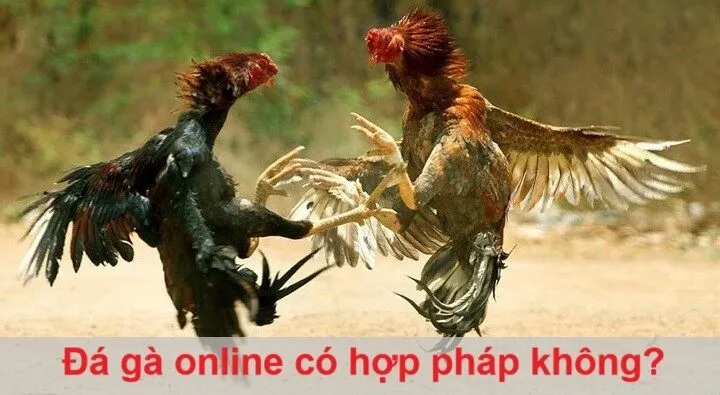 Đá gà online có hợp pháp không?