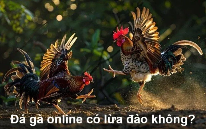 Đá gà online có lừa đảo không? 