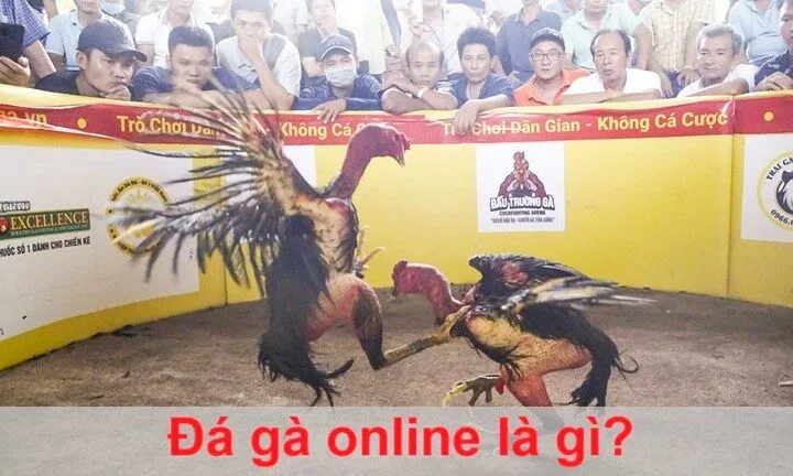 Thông tin quan trọng cần biết về đá gà online