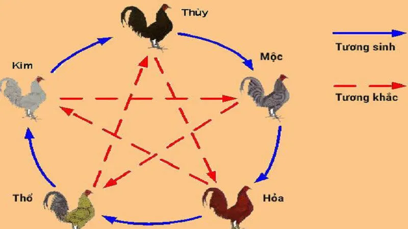 Màu mạng gà đá yếu tố quan trọng trong chọn gà 