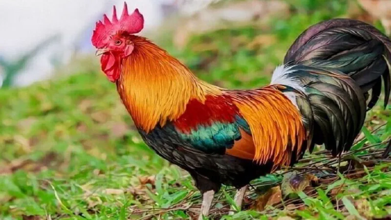Lưu ý xem Màu mạng gà đá