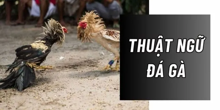 Tầm quan trọng của thuật ngữ đá gà