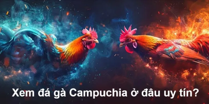 Xem đá gà Campuchia ở đâu uy tín?