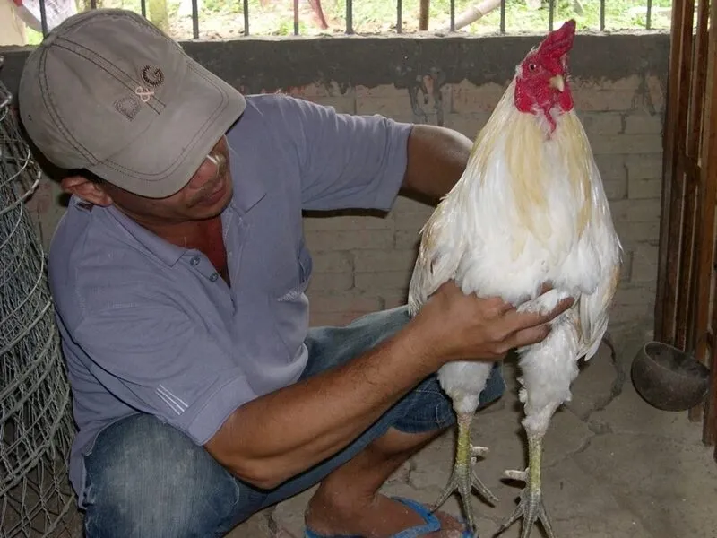 Ý nghĩa của các Màu mạng gà đá
